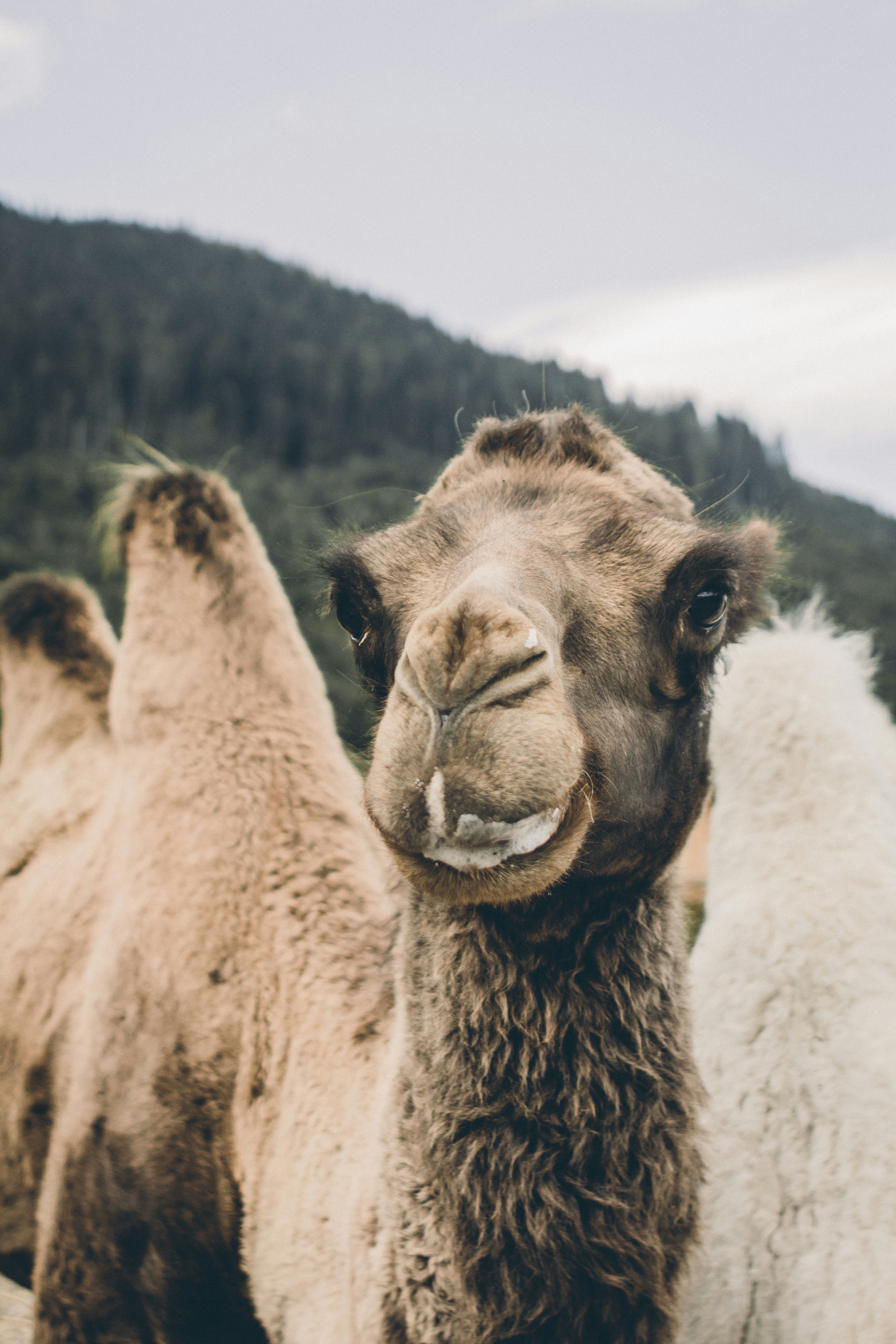 brown camel on gray field during daytime